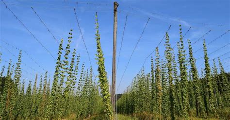 Growing Hops The Complete Guide To Plant Care And Harvest Hops