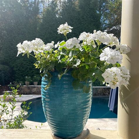 Saiba cultivar camélias essa linda planta pode decorar sua casa