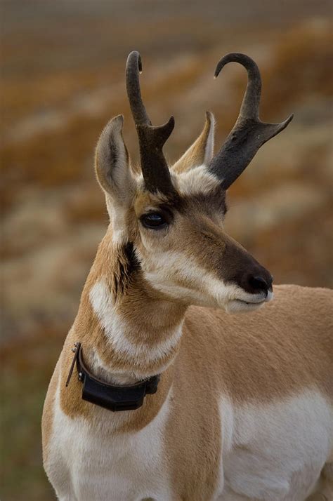 Collared Pronghorn Buck Head Shot Photograph By Animal Images Pixels