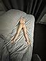 Amazon LB Compact Realistic Torso Sex Doll With Leg Mini Male Masturbator With Pussy