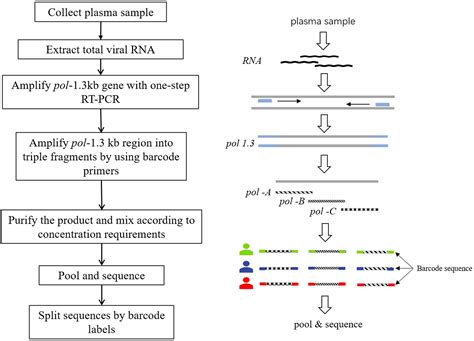 Frontiers Establishment And Application Of A Method Of Tagged