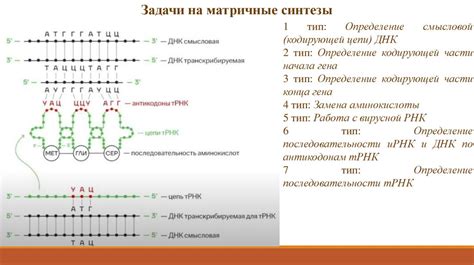 Реакции матричного синтеза: репликация, трансляция, транскрипция ...