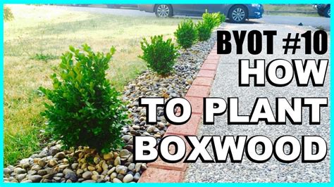 Diy Boxwood Appeal How To Plant Shrubs Youtube