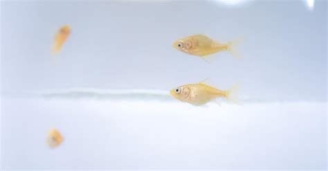 Goldfish Reproduction How Do Goldfish Mate And Reproduce A Z Animals