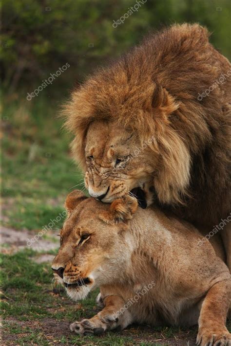 A pair of mating lions — Stock Photo © Gi0572 #85471028