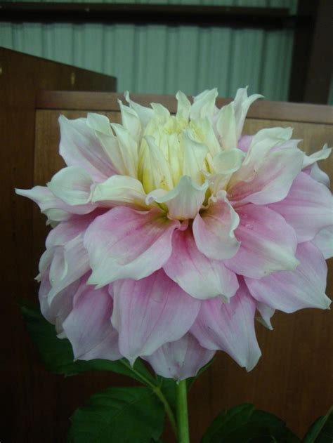 Photo Of The Bloom Of Dahlia Gitts Perfection Posted By Paul2032