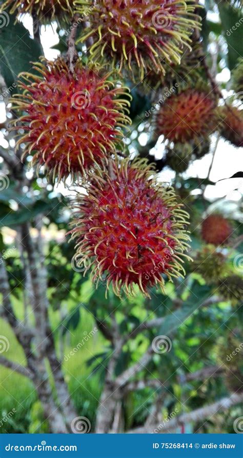 Rambutan From Malaysia Stock Photo Image Of Hairy Mind 75268414