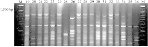 Analysis With Pot2 Rep PCR Showing DNA Fingerprint Profiles Of