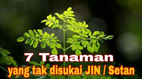 7 Tanaman Yang Tak Disukai JIN Dan Setan YouTube