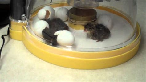 Bobwhite Quail Egg Hatch With Rudy Youtube