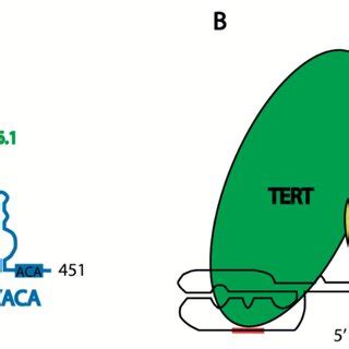 Schematic presentation of human telomerase structure: (A) secondary ...