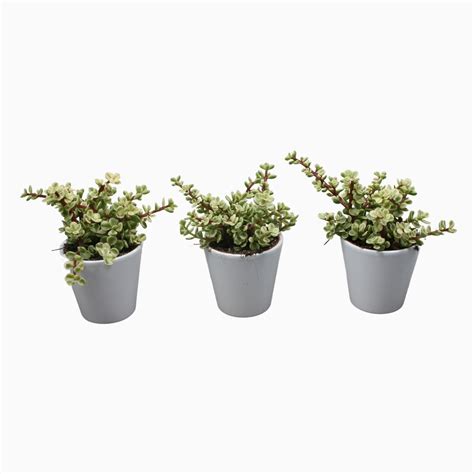 Portulacaria Afra Variegata Plant Wholesale Floraccess