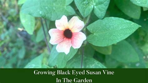 Growing Black Eyed Susan Vine Flowers Black Eyed Susan Epic Gardening