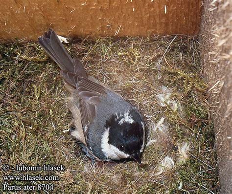 Parus Ater Coal Tit Sortmejse Kuusitiainen M Sange Noire Zwarte Mees