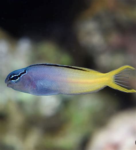 Forktail Blenny – Fishgallery