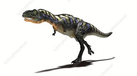 Aucasaurus Dinosaur Running Stock Video Clip K Science