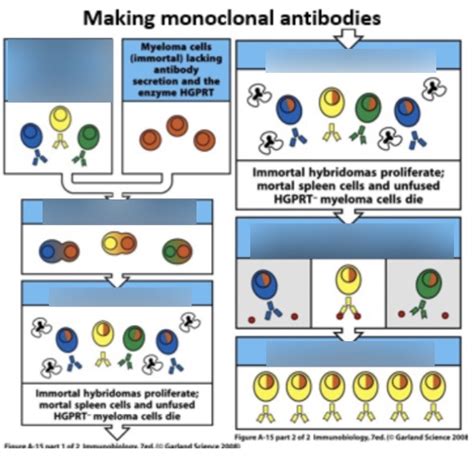 Week 6 - Making Monoclonal Antibodies Diagram | Quizlet