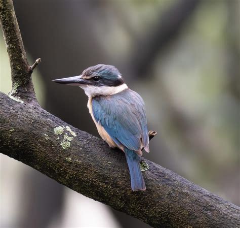 What type of kingfisher? : r/AustralianBirds