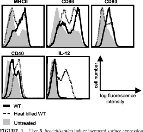 Figure From Bordetella Type Iii Secretion And Adenylate Cyclase Toxin