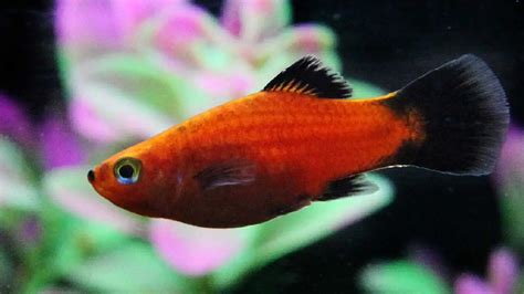 Peixe Plati Platy Guia cuidados fatos e características da espécie