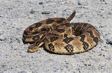 Timber Rattlesnake Facts and Pictures | Reptile Fact