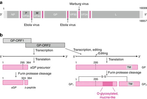 Viruses With Single Stranded Non Segmented Negative Sense Rna Genomes