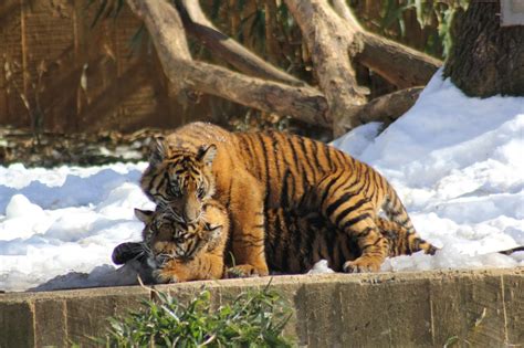 Love, Joy and Peas: Baby Tigers Playing In Snow: Photos & Haiku Poem