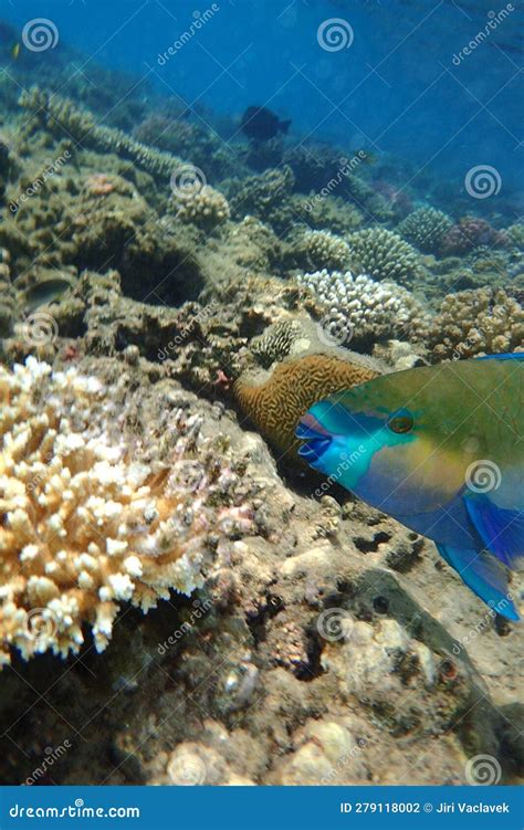 Parrot Fish from Coral Reef Stock Photo - Image of nature, animal ...