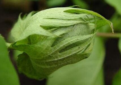 Gossypium Arboreum L Flora Mundial Pl Ntnet Identify