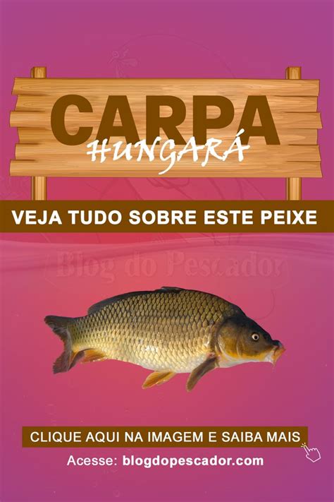 Carpa H Ngara Saiba Tudo Sobre Este Peixe