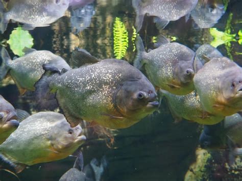 Premium Photo | A large group of piranha fish in a tank