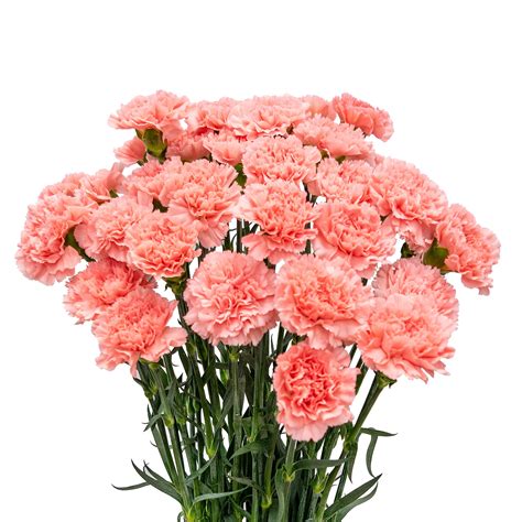 Flower Carnation Pink