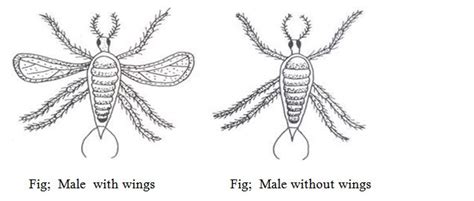 Life Cycle Of Lac Insect