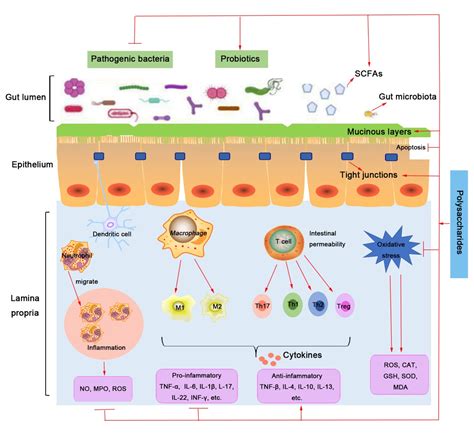 Scielo Brasil Structure Function And Mechanism Of Edible Fungus