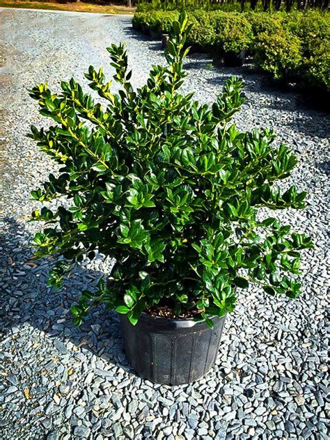 Dwarf Burford Holly Front Garden Landscape Plants Front Yard Plants