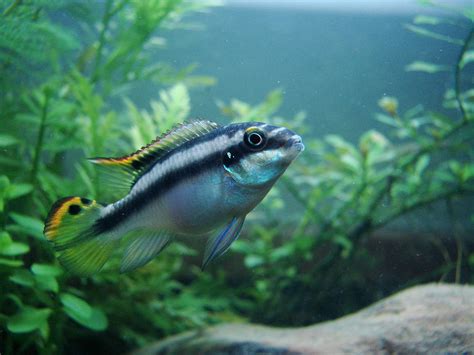 Kribensis Cichlid: Care & Info | Maryland Aquarium Design & Maintance