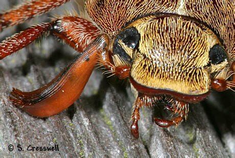 Beetle Antenna Terminology Coleoptera Glossary From The Insects Of