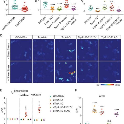 Transient Receptor Potential A1 TrpA1 Shear Stress Sensing Function