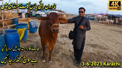 Northern Bypass Cow Mandi May Jany Ka Rasta Tabdeel Awam Ko Preshani Ka