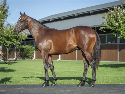 15million Snitzel Colt Leads Inglis Charge Breednet