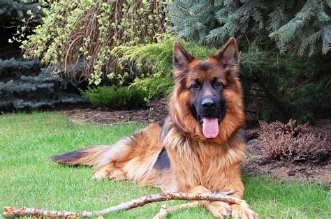 Long Haired German Shepherd Info Interesting Puppy Adult Facts To Know