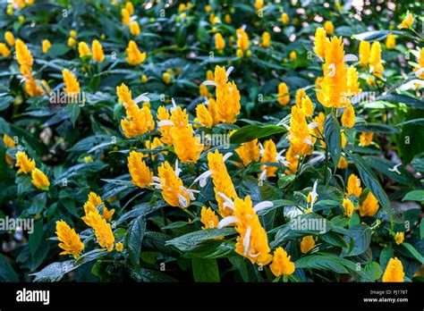 Yellow Flowers fill the frame Stock Photo - Alamy