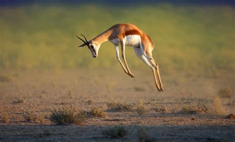 What is a Springbok? Facts About Africa’s Pronking Antelope