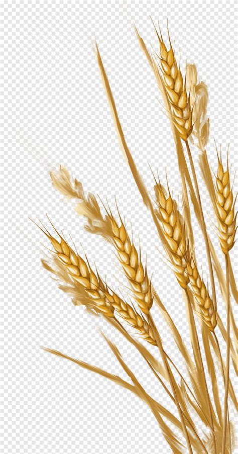 Brown Wheatgrass Illustration Wheat Ear Wheat Food Albom Png PNGEgg