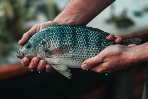 Foto Kkp Kembangkan Jejaring Perbenihan Nasional Ikan Nila