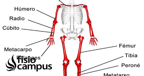 Huesos largos | Qué son, significado, ubicación, función y lesiones