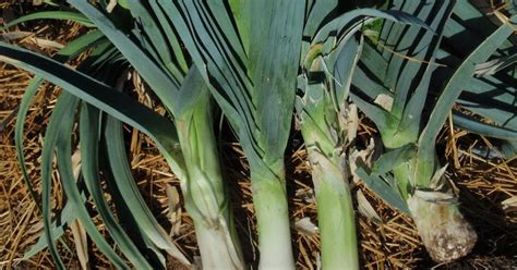 Bugs invading local gardens