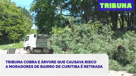 Tribuna Cobra E Rvore Que Causava Risco A Moradores De Bairro De