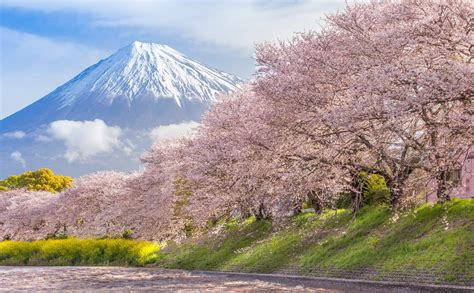 Cu Ndo Es La Mejor Poca Para Viajar A Jap N Bekia Gu A De Jap N