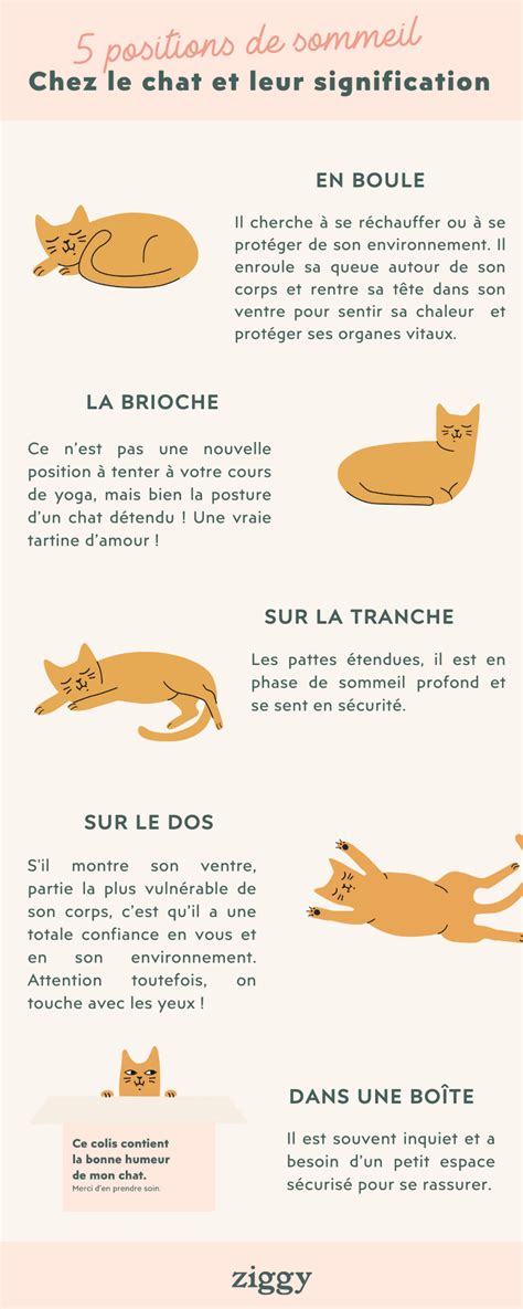 Les 5 Positions De Votre Chat Quand Il Dort Et Leur Signification Ziggy